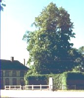 La plus grande fleur de la r&eacute;gion !