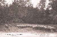 Les paturages de Coursan !